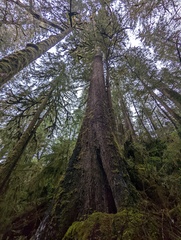 Picea sitchensis