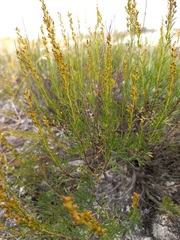 Artemisia salsoloides