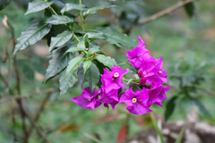 Bougainvillea glabra