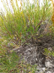 Artemisia salsoloides