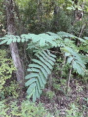 Albizia julibrissin