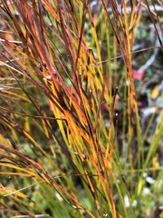 Oreojuncus trifidus