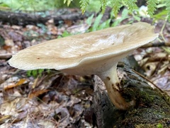 Bresadolia craterella