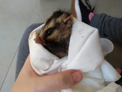 Didelphis albiventris