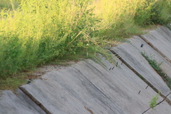 Chloroceryle americana