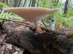 Bresadolia craterella