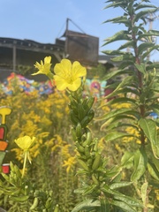 Oenothera biennis
