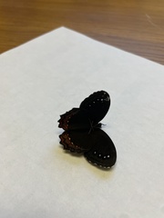 Gyrocheilus patrobas