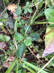 Geum montanum