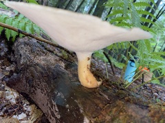 Bresadolia craterella