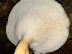 Bresadolia craterella