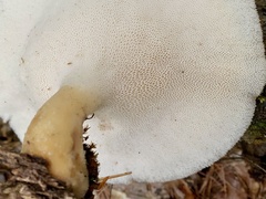 Bresadolia craterella