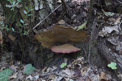 Fistulina hepatica
