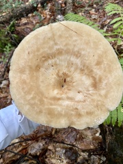 Bresadolia craterella