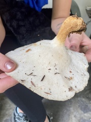 Bresadolia craterella