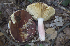 Russula olivacea