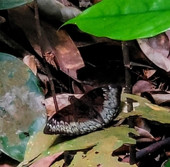 Euthalia monina monina