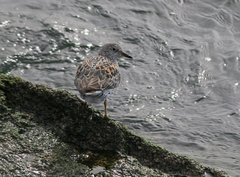 Calidris virgata