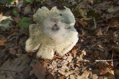 Russula virescens