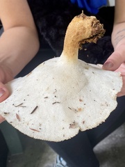 Bresadolia craterella