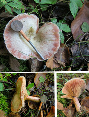 Lactarius subpurpureus