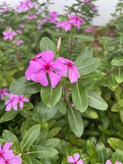 Catharanthus roseus
