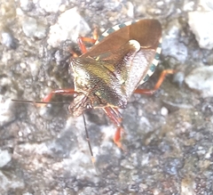 Pinthaeus sanguinipes