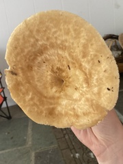 Bresadolia craterella