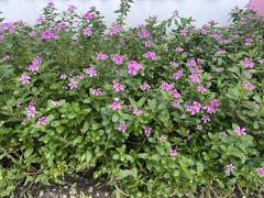 Catharanthus roseus
