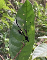 Euphaea decorata