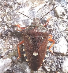 Pinthaeus sanguinipes