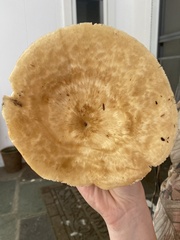 Bresadolia craterella