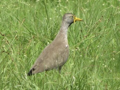 Vanellus senegallus