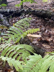 Bresadolia craterella