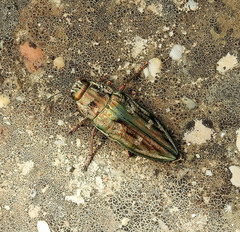 Chalcophora mariana massiliensis