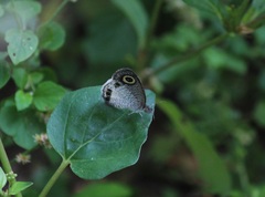 Ypthima ceylonica