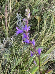 Campanula rapunculoides