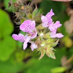 Stachys palustris