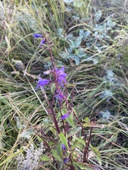 Campanula rapunculoides