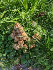 Coprinopsis variegata