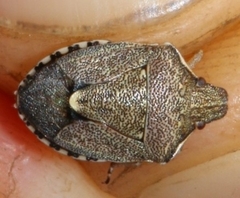 Holcostethus albipes