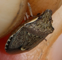 Holcostethus albipes