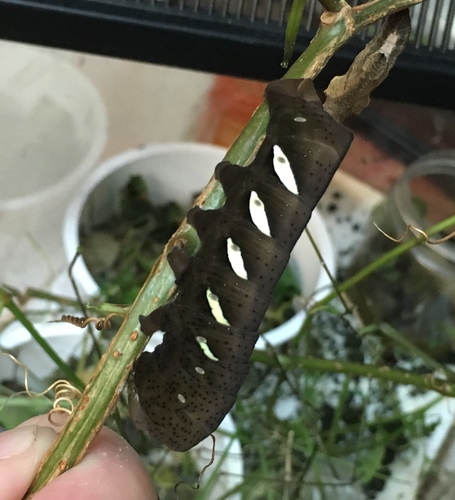 Vine Sphinx
