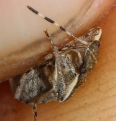 Holcostethus albipes