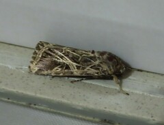 Spodoptera litura