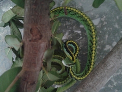 Leptophis diplotropis