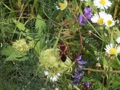Lygaeus kalmii angustomarginatus