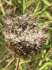 Daucus