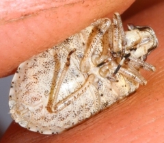 Holcostethus albipes