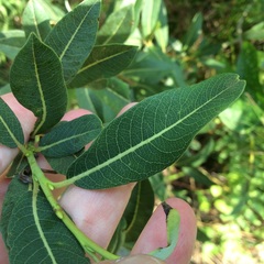 Salix pedicellaris